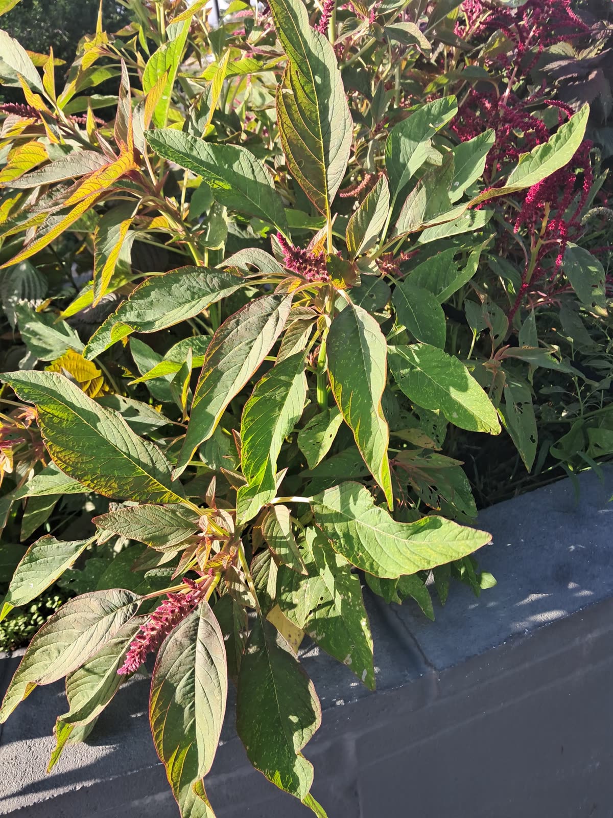 Amaranth leaves