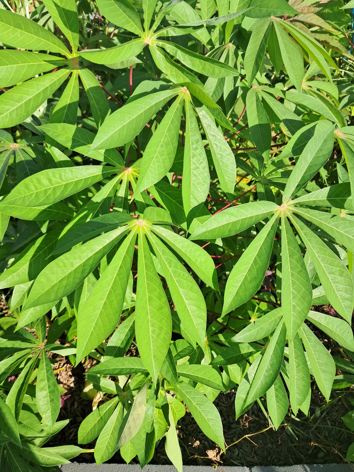 Cassava palmate leaves