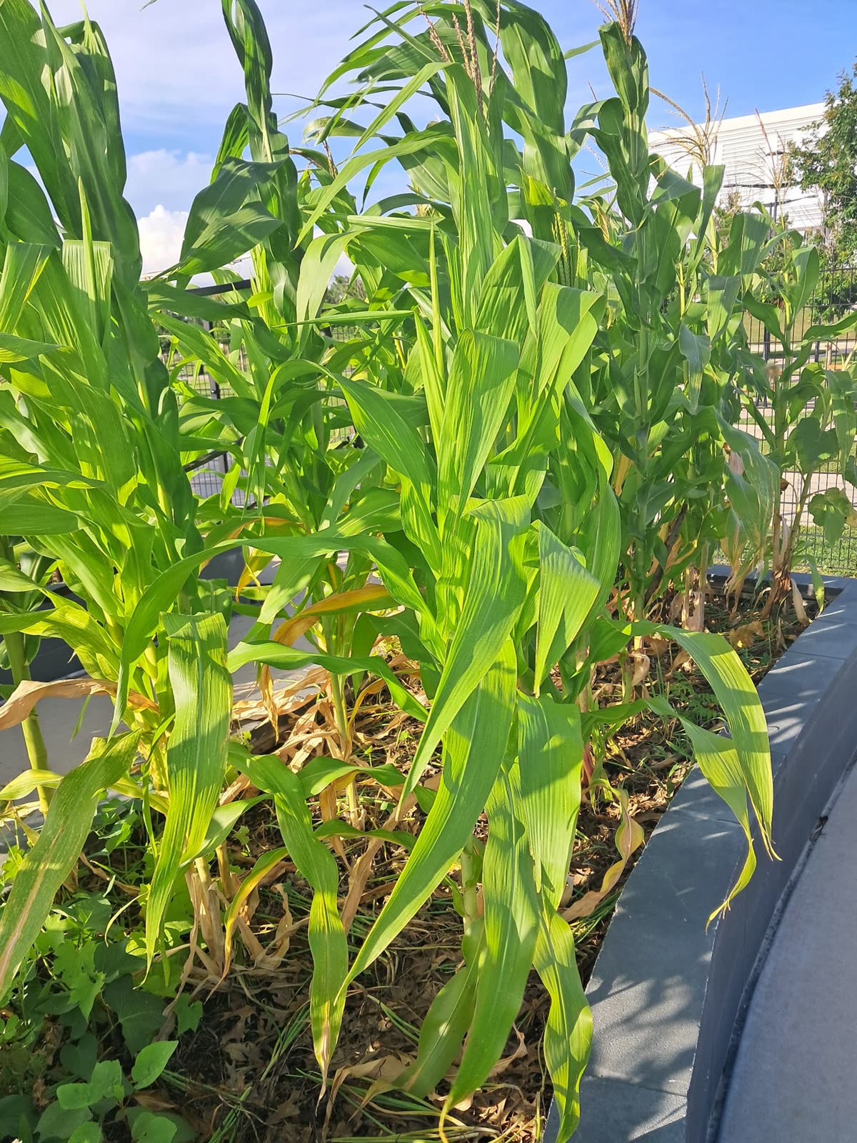 Sweet corn stalks