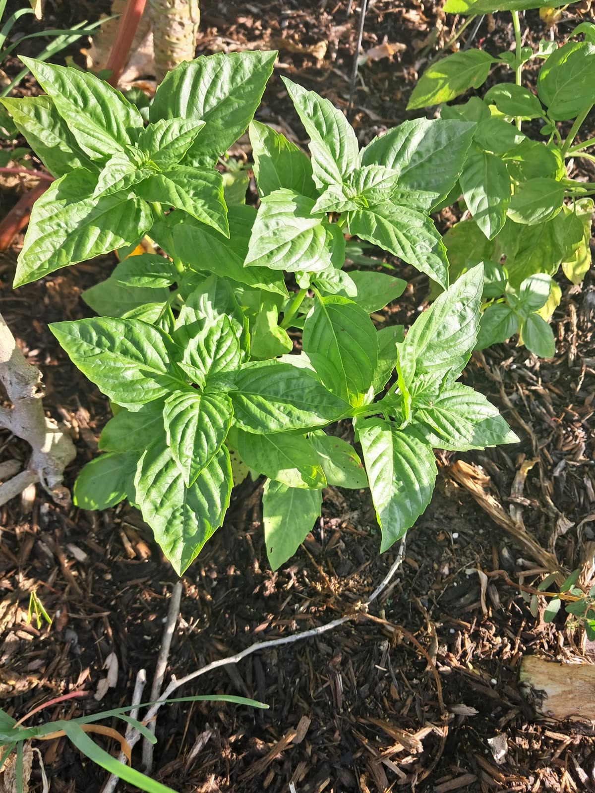 Holy basil