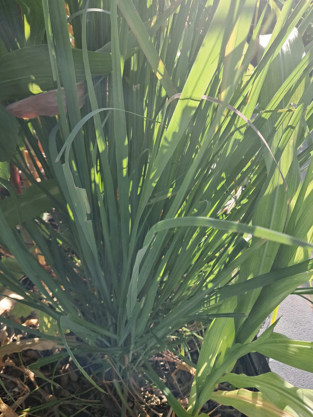 Lemongrass
