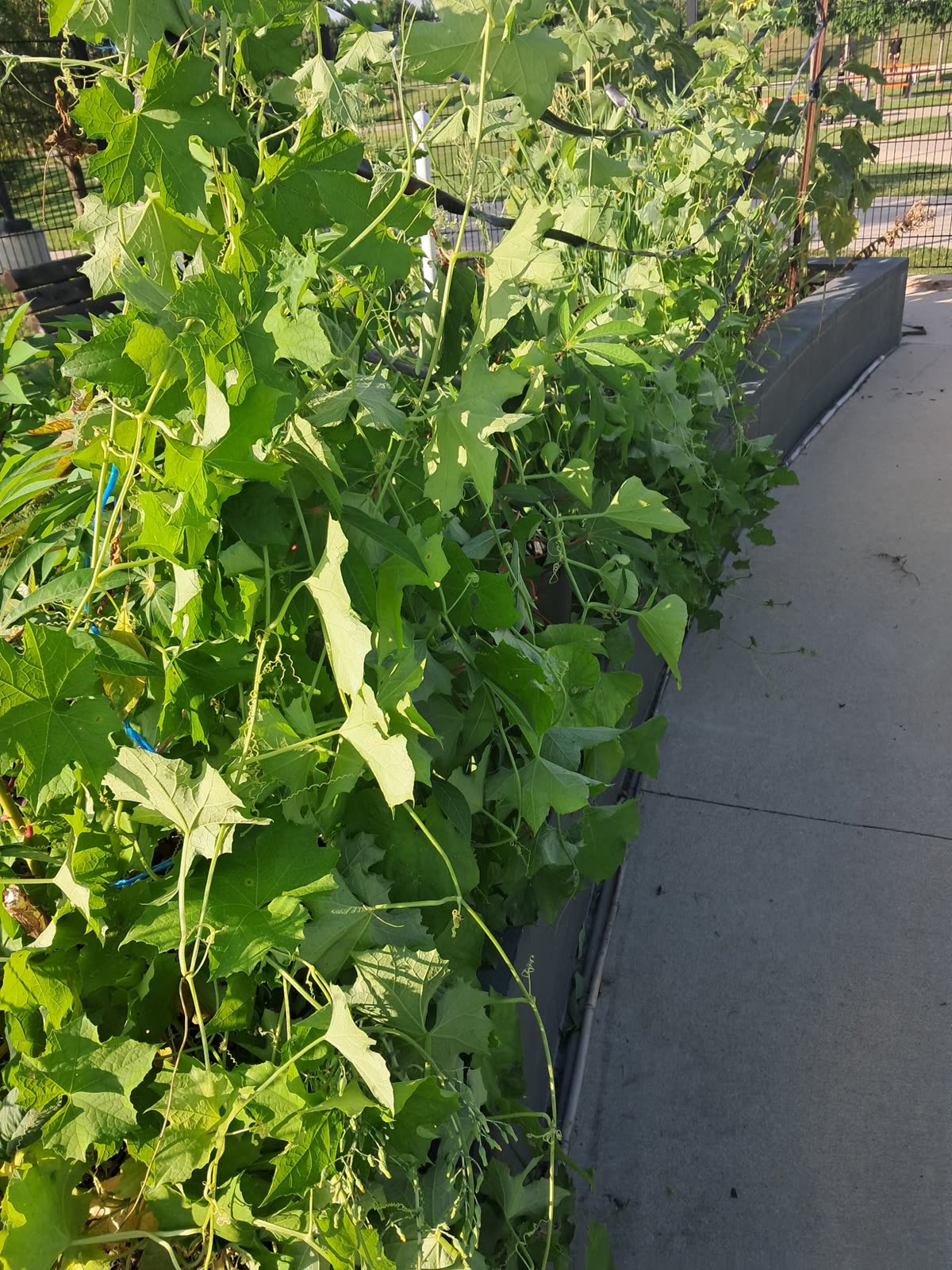 Luffa vine