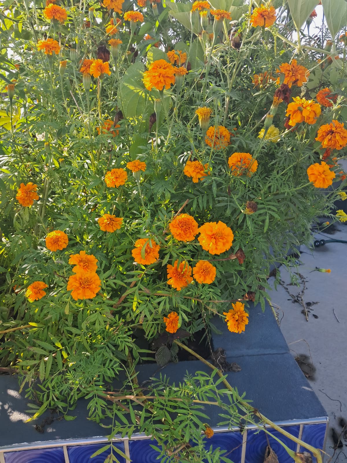 Orange marigold blooms