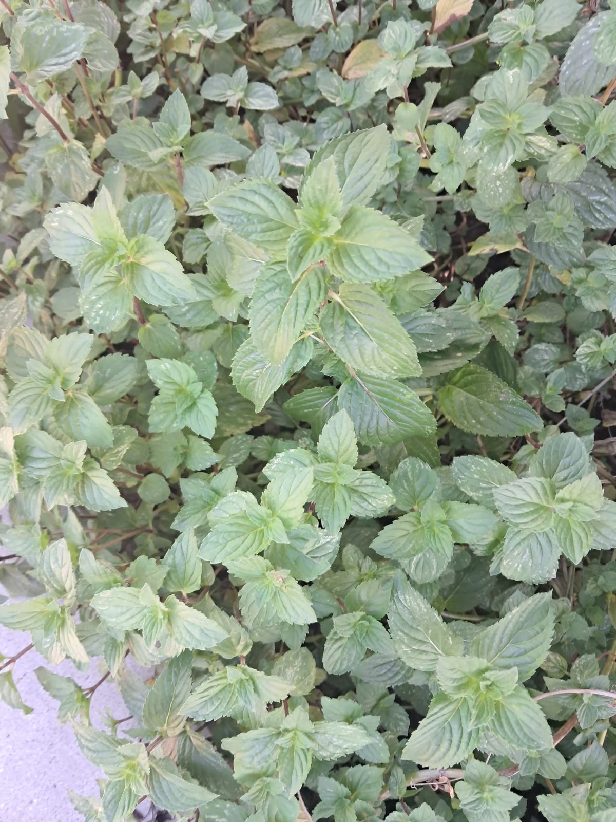 Fresh mint patch
