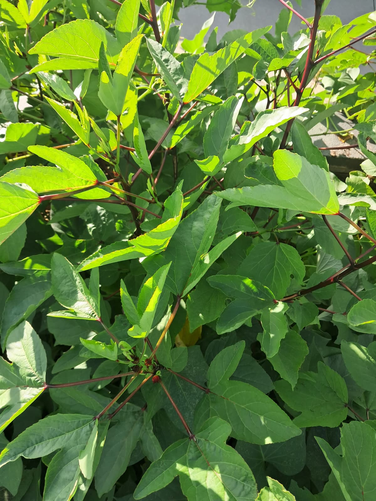 Roselle calyxes