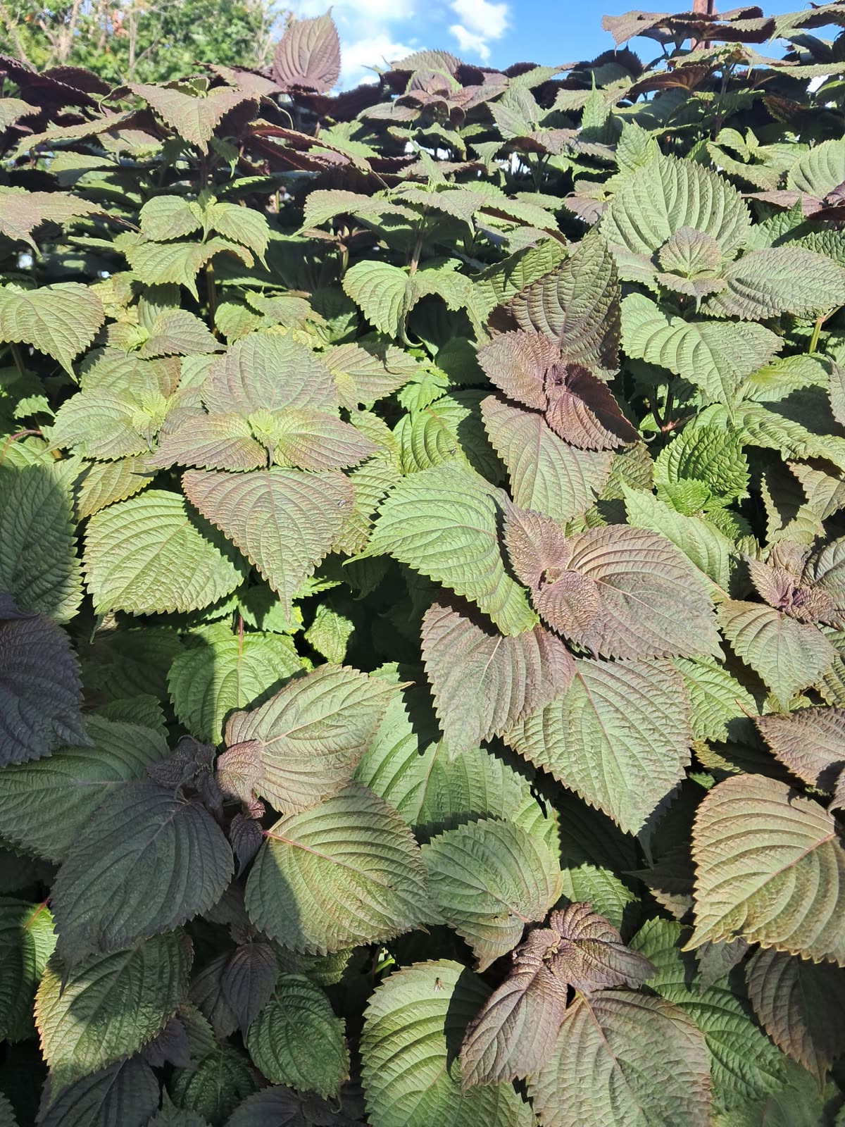 Bicolor shiso leaves