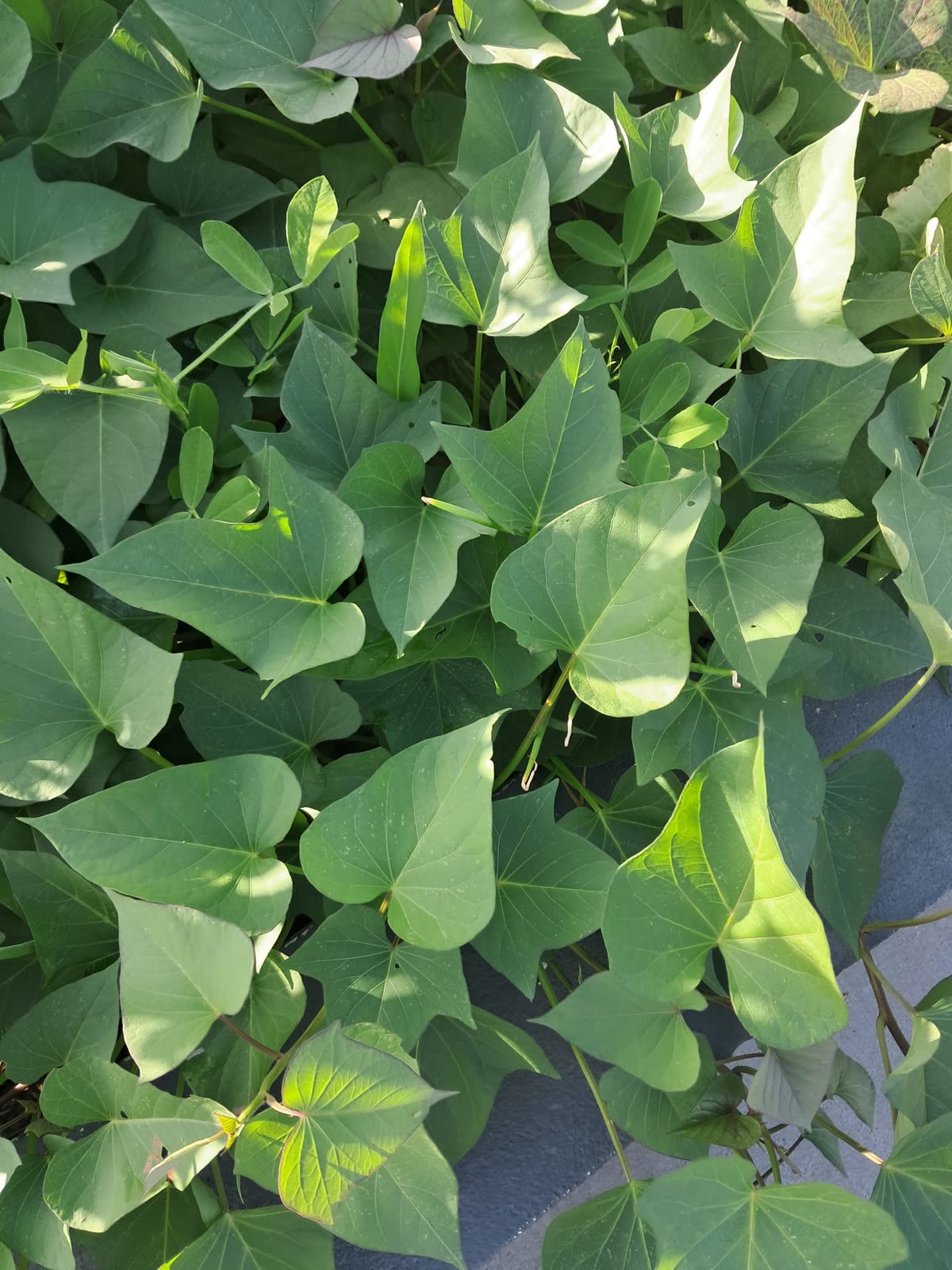Green sweet potato leaves