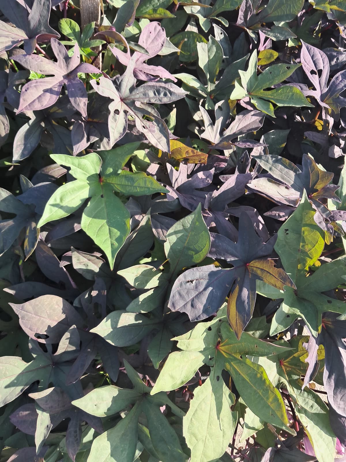 Purple sweet potato leaves
